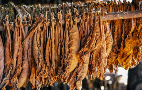 tabak fermentieren