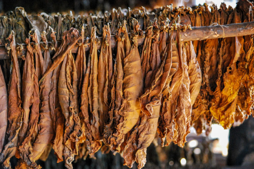 tabak fermentieren