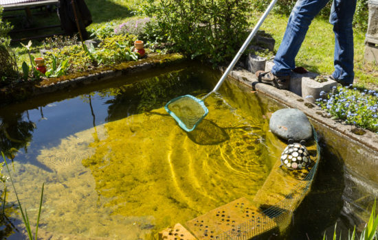 gartenteich richtig entschlammen