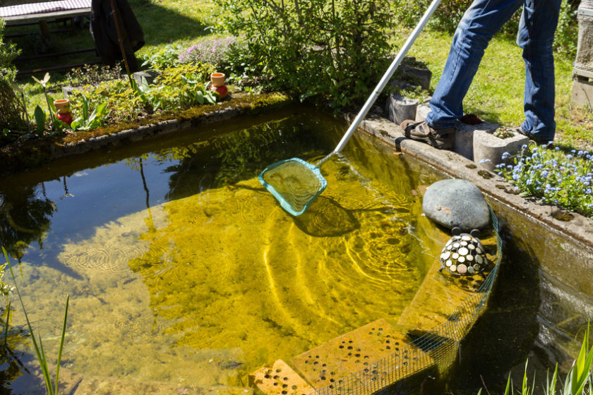 gartenteich richtig entschlammen