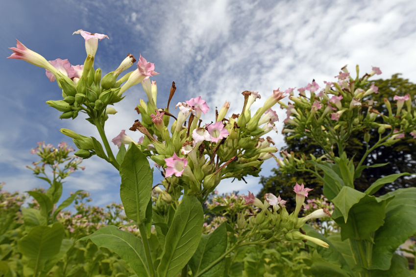 Tabakpflanze (Nicotiana) Pflege, Anbau und Ernte