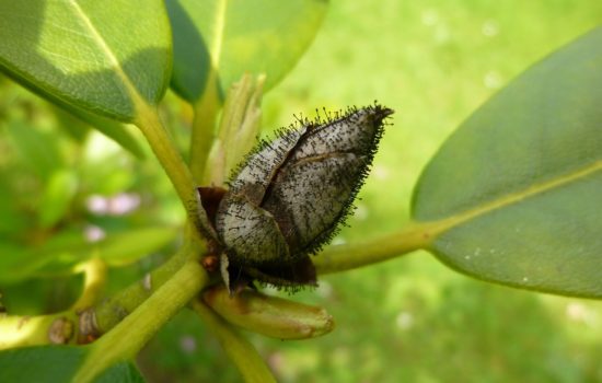 Rhododendronzikaden erfolgreich bekämpfen