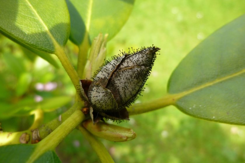 Rhododendronzikaden erfolgreich bekämpfen