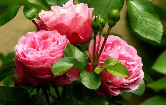 rosenstock blumen