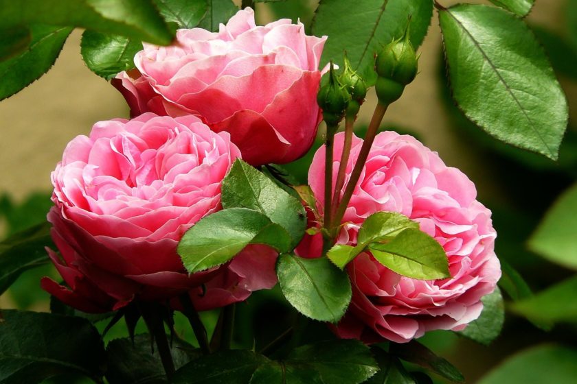 rosenstock blumen