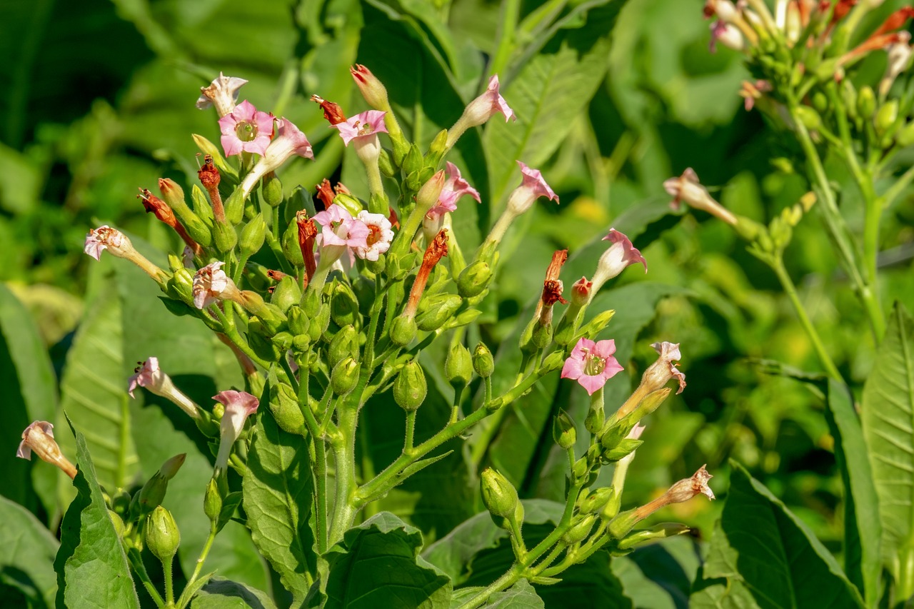 Nicotiana