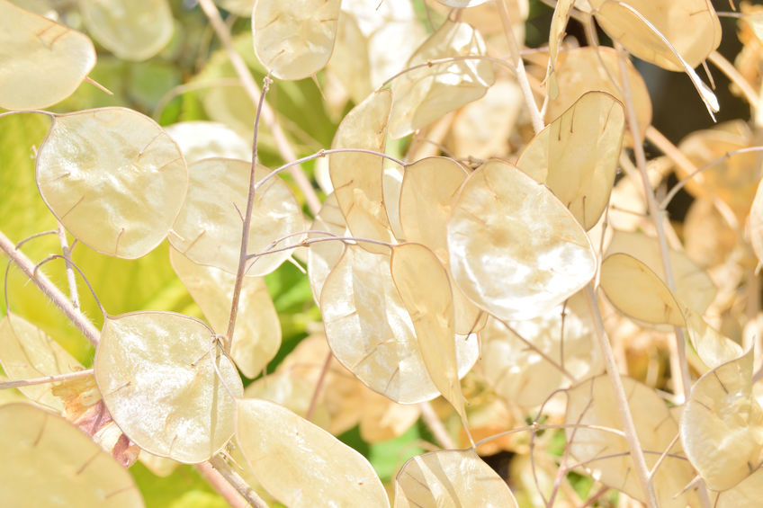 lunaria annua