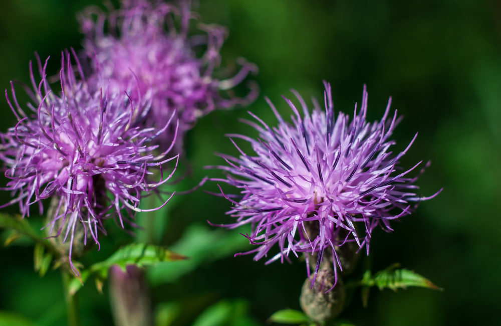 flockenblume