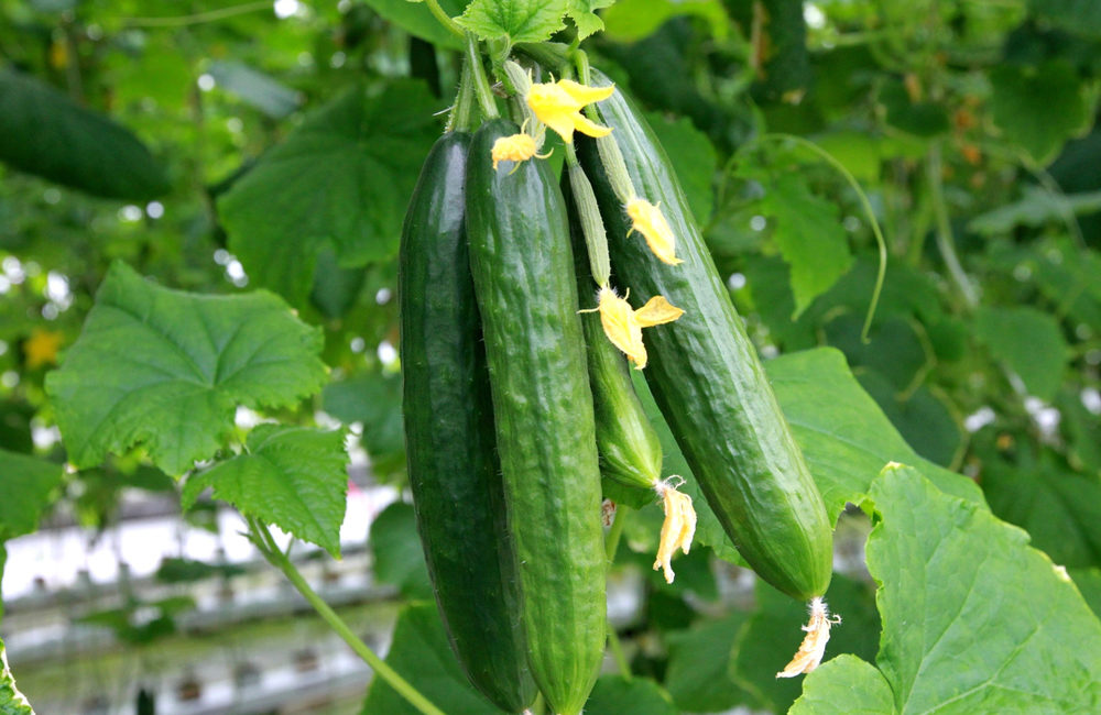 gurken ausgeizen