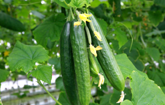 gurken ausgeizen