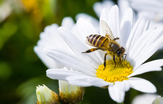 bienenpflanzen