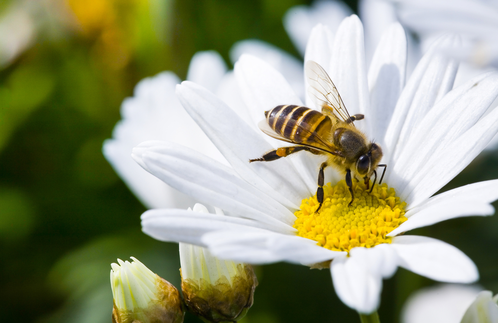 bienenpflanzen