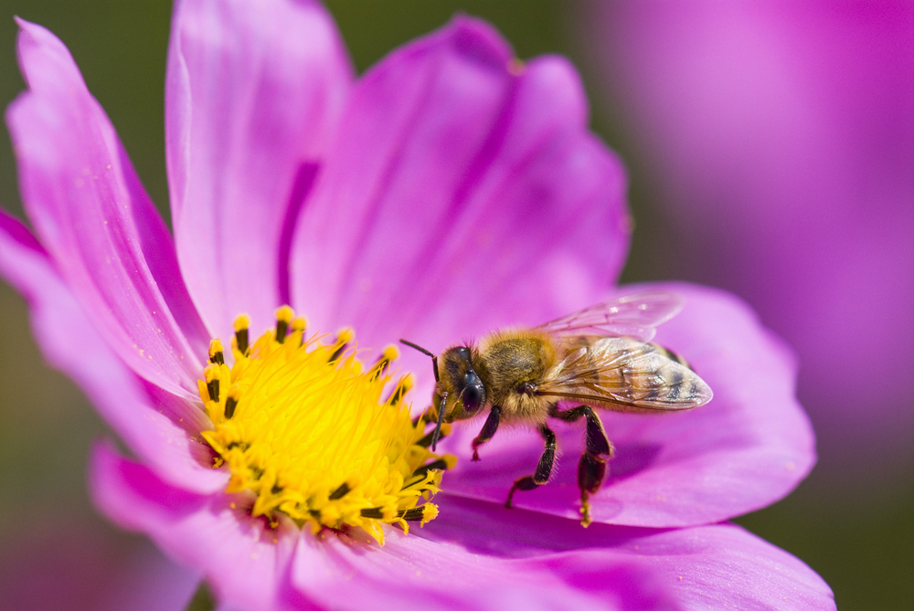 biene auf blume