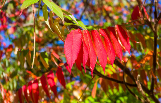 essigbaum pflanzen