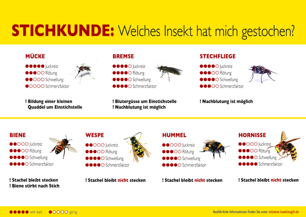 Insektengiftallergie Die gefährlichsten Insektenarten im Garten
