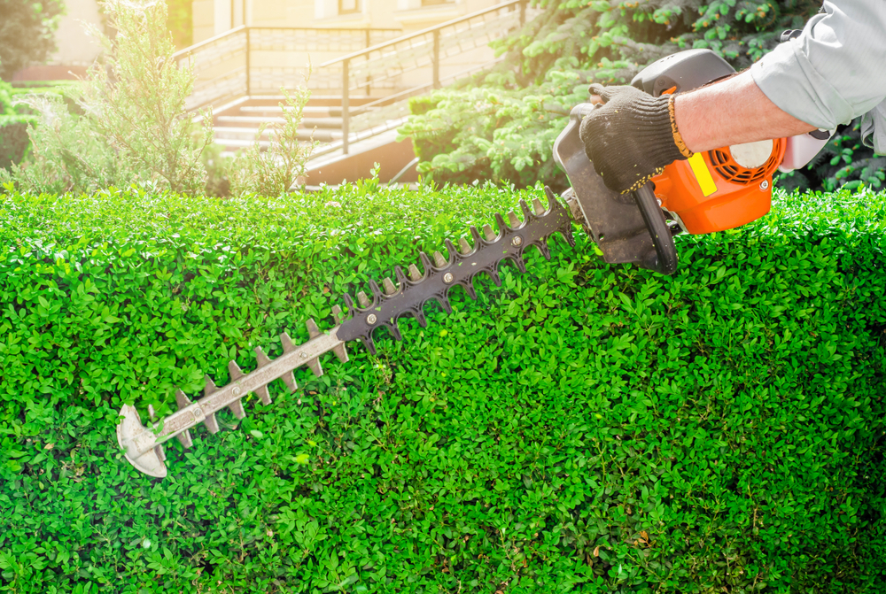 Hecken schneiden Anleitung für den perfekten Schnitt richardsgarten