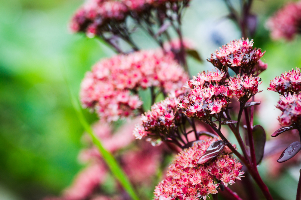 Fette Henne (Sedum) Pflanzung, Pflege und Vermehrung