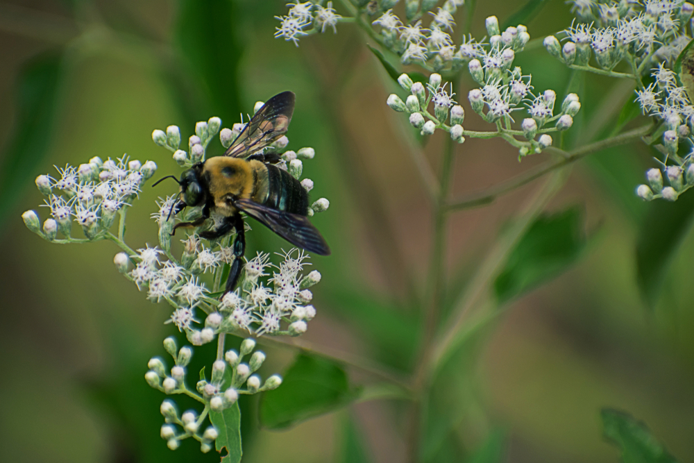 Bienenschleierkraut