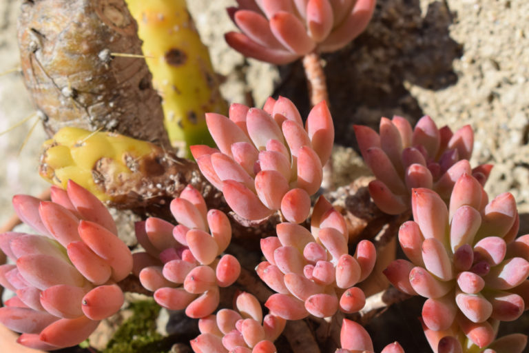 Fette Henne (Sedum) Pflanzung, Pflege und Vermehrung