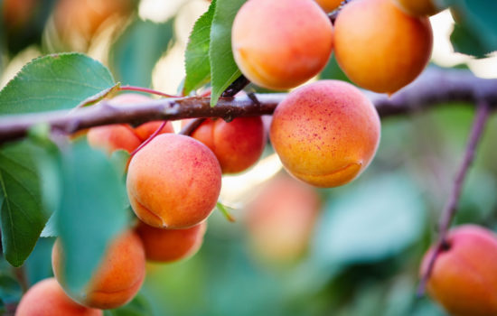 Aprikosenkern einpflanzen