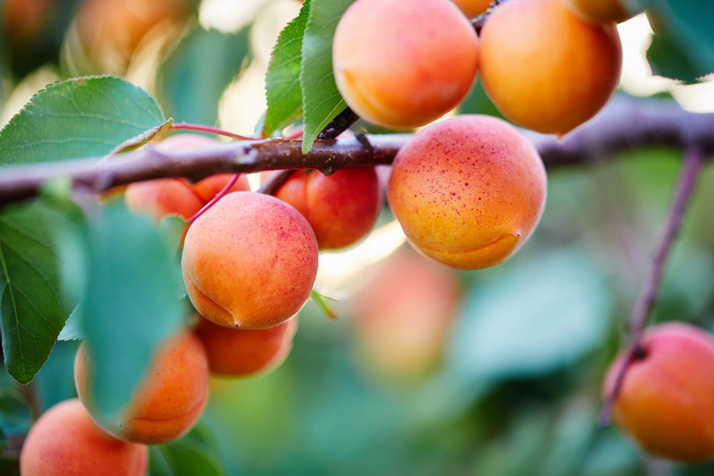 Aprikosenkern einpflanzen: Vom Kern zur Frucht in wenigen Schritten