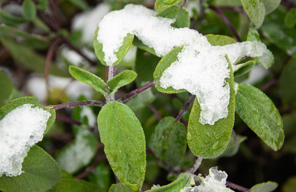 salbei überwintern