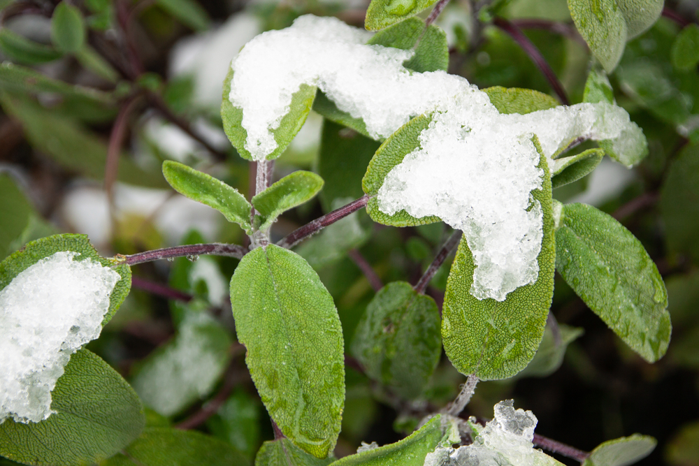 Salbei überwintern Unbeschadet durch die kalte Jahreszeit