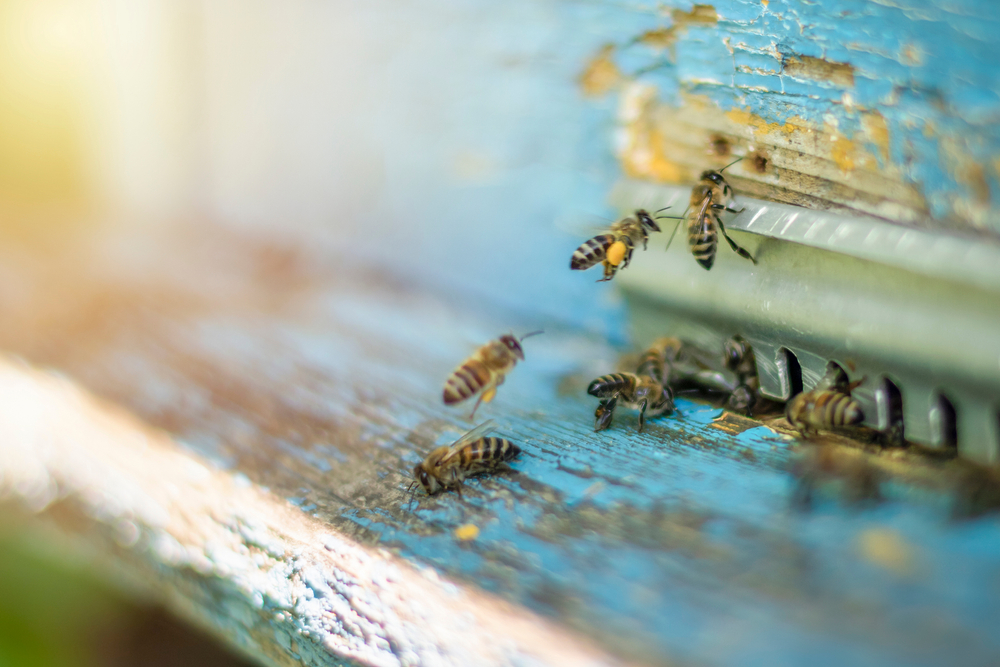wildbienen auf nahrungssuche