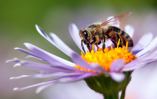 Wildbienen ansiedeln