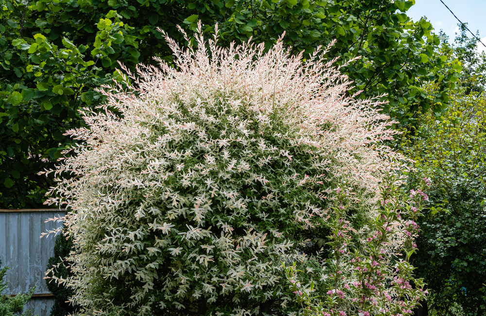 Kleine Weiden für den Garten