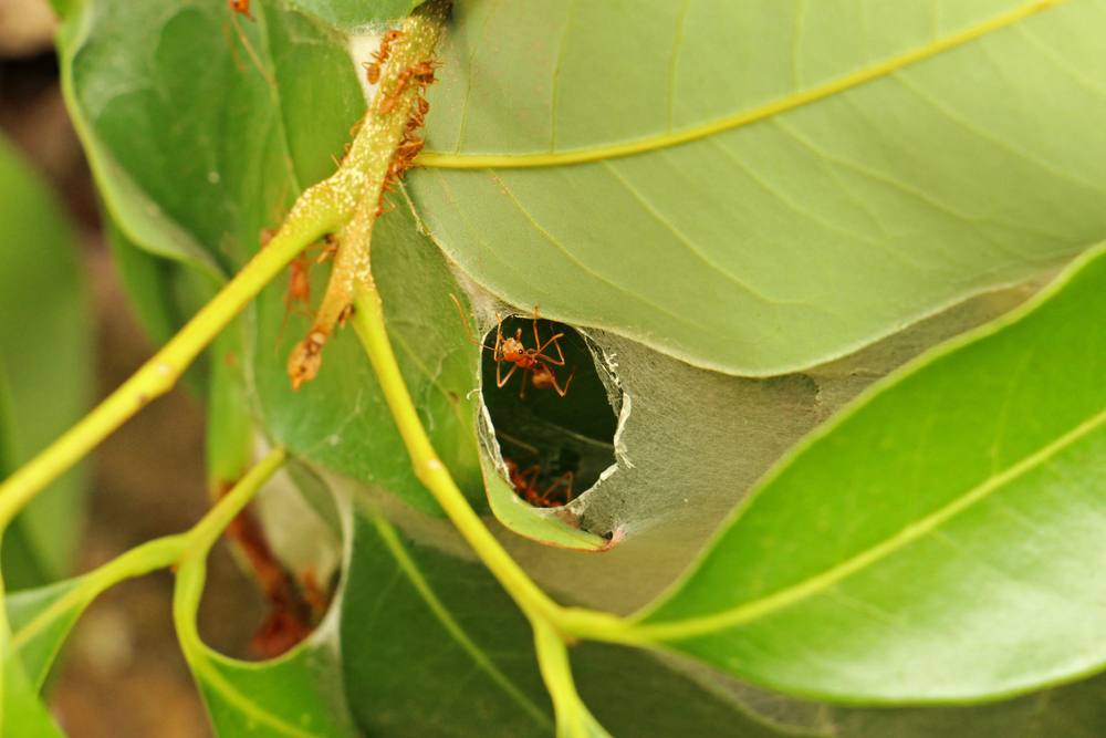 ameise auf blatt