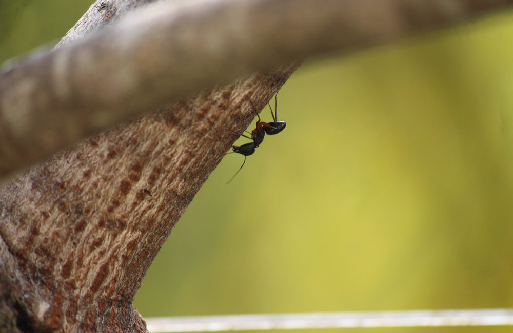 Ameisen am Baum