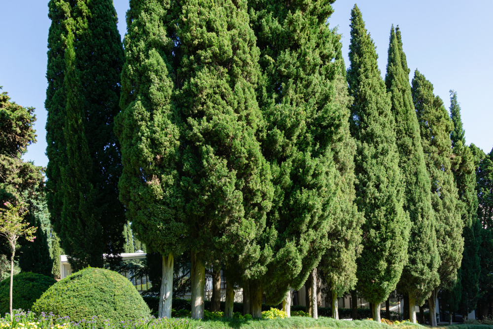 Cupressus sempervirens