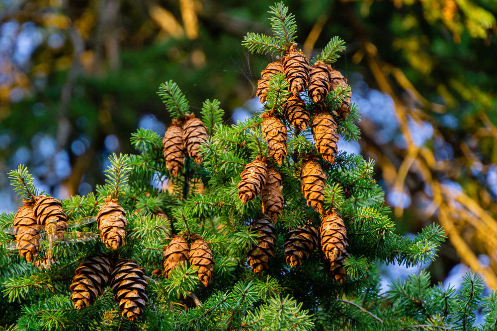 Pseudotsuga menziesii