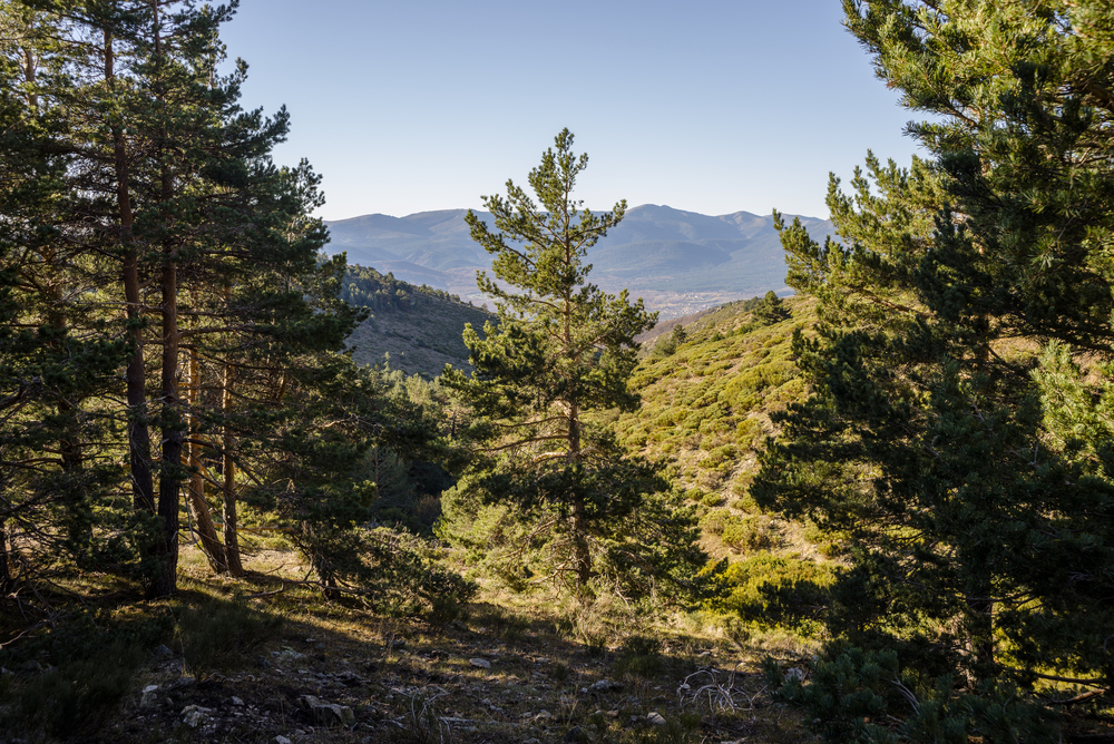 Wald-Kiefer